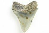 Fossil Megalodon Tooth - North Carolina #190935-1